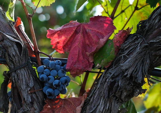 Odesa Black: Must-taste local grapes