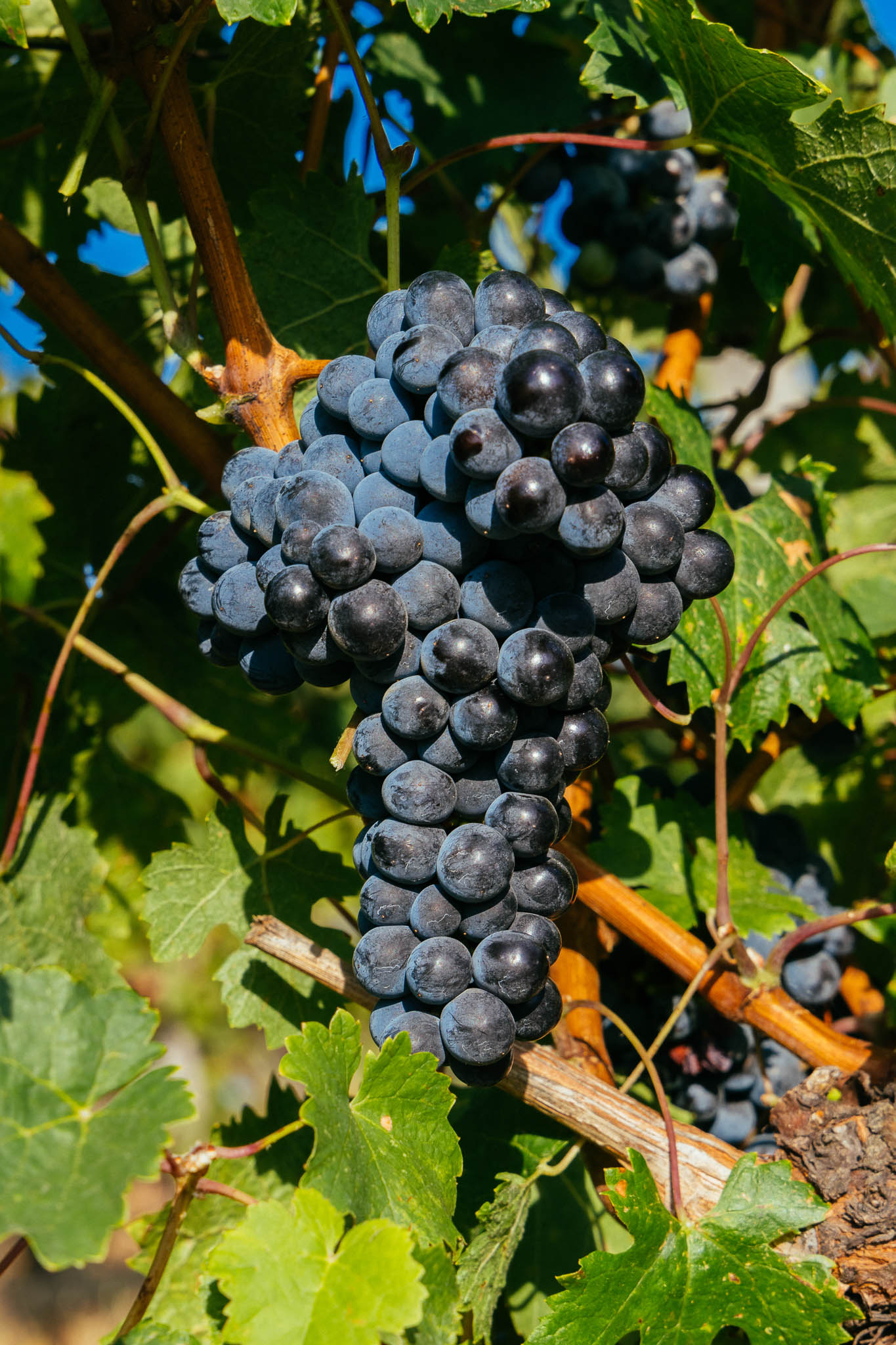 Pinot Noir Red Semi-Sweet 2024 Chateau Chizay