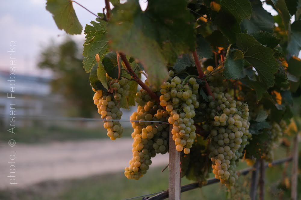 Sukholimansky: Must-taste local grapes