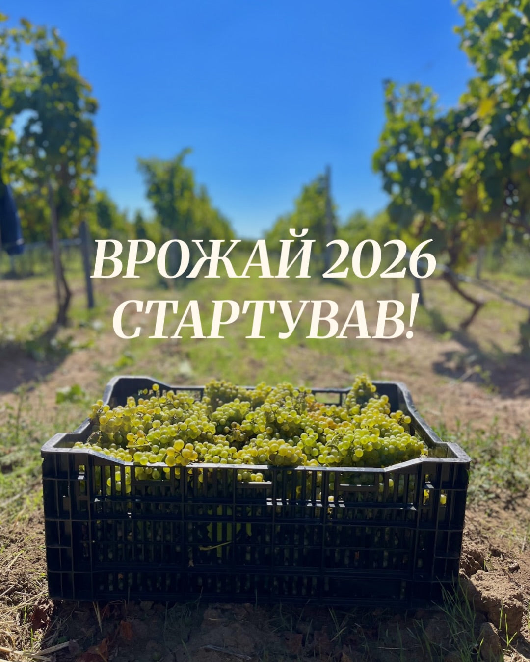 Ukraine's 2026 Harvest: A Challenging but Promising Vintage