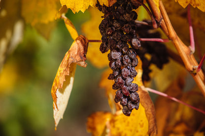 Chizay Furmint Late Harvest 2022